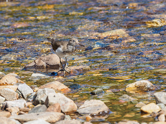 Common Sandpiper (Actitis hypoleucos) (2) [1806095]