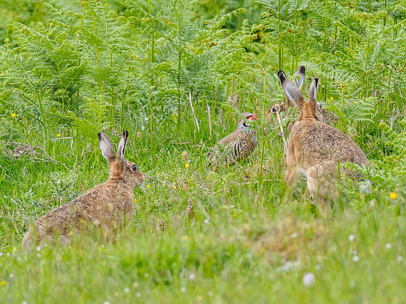 Brown Hare Leverets (Lepus europaeus) +1 [1806041]