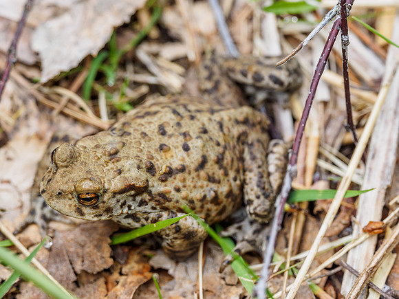Common Toad (Bufo bufo) (1) [1806028]