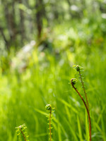 Ladder Fern [1806006]