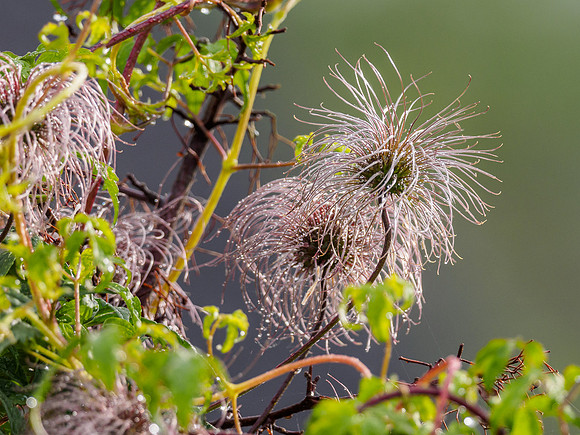 Clematis Seed Head [1806025]