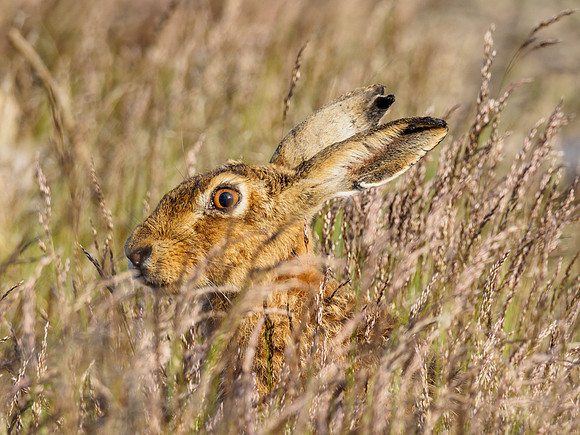 Brown Hare (Lepus europaeus) [1806021]