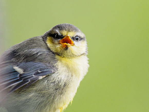 Baby Blue Tit (Cyanistes caeruleus) (1) [1806023]