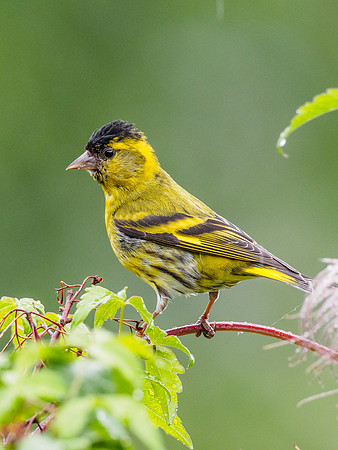 Siskin (Carduelis spinus) [180622]