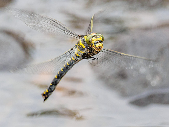 Golden-ringed Dragonfly (Cordulegaster boltonii) (1) [1806027]