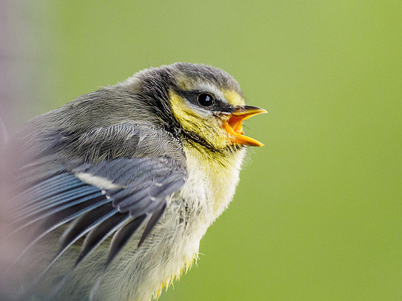 Baby Blue Tit (Cyanistes caeruleus) (2) [1806024]