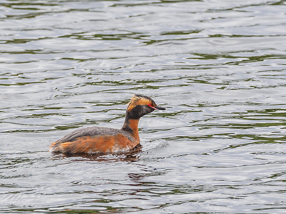 Slavonian Grebe (Podiceps auritus) (4) [1806073]