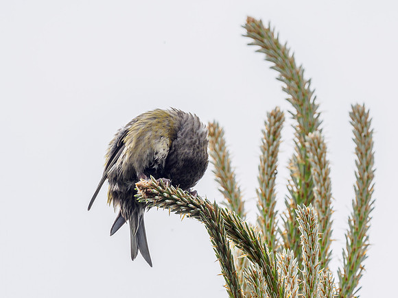 Crossbill (Loxia scotica) (1) [1805034]