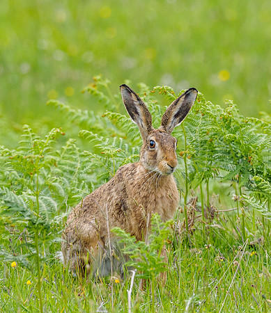 Look at the Ears on That! (1) [1806048]