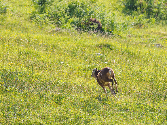 Roe Deer (Capreolus capreolus) (3) [1806068]