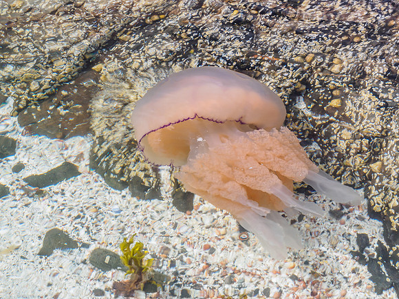 Barrel Jellyfish (Rhizostoma octopus) (1) [1806099]