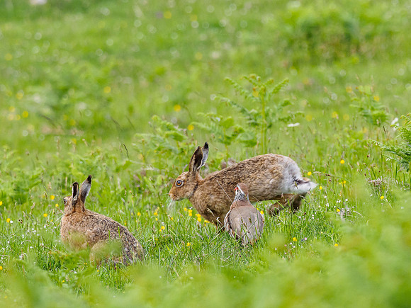 The Hare is on the Move! (1) [1806046]