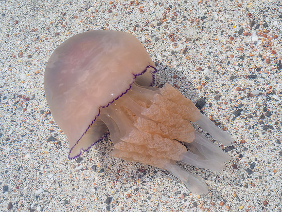 Barrel Jellyfish (Rhizostoma octopus) (2) [1806100]