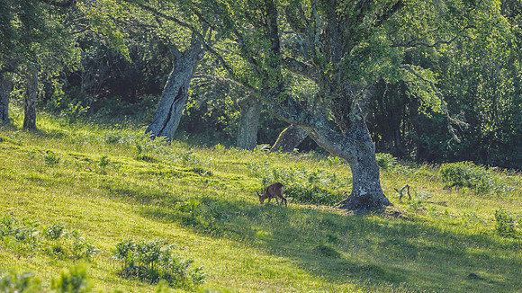 Roe Deer (Capreolus capreolus) (4) [1806069]