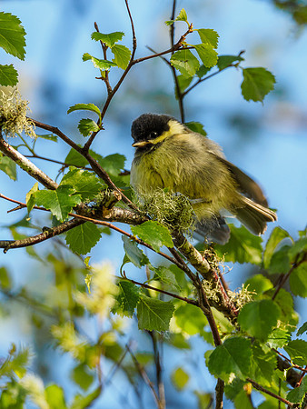 Coal Tit Chick (Periparus ater) (2) [1806054]