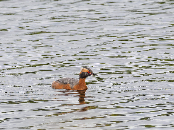Slavonian Grebe (Podiceps auritus) (6) [1806075]