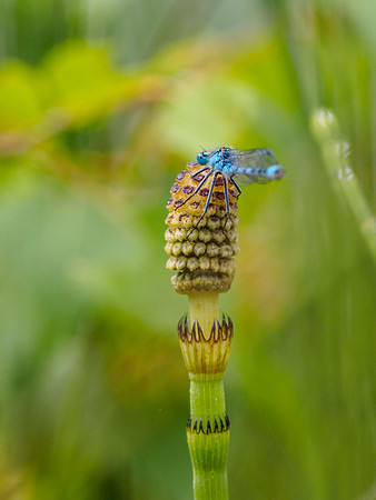 Common Blue Damselfly (Enallagma cyathigerum) (2) [1806030]
