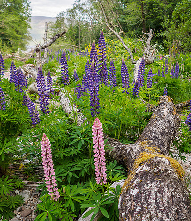 Lupins [1806020]