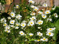 20130703-Glen Strathfarrar-R7036448
