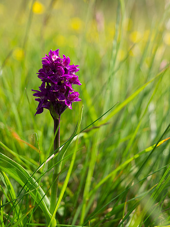 20130707-Portmahomack-R7076773