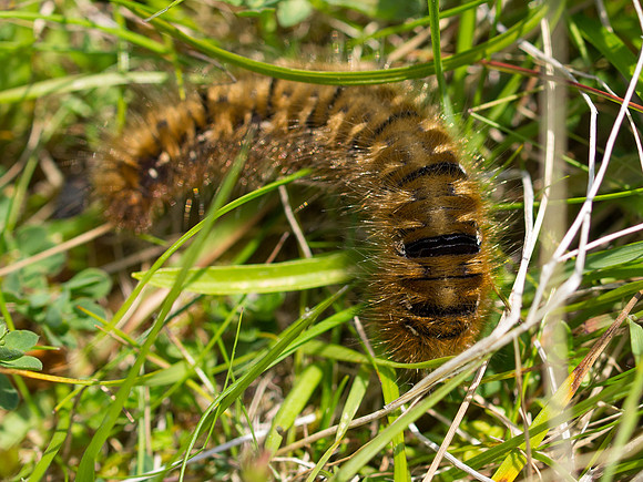 20130713-Glen Strathfarrar-R7136937