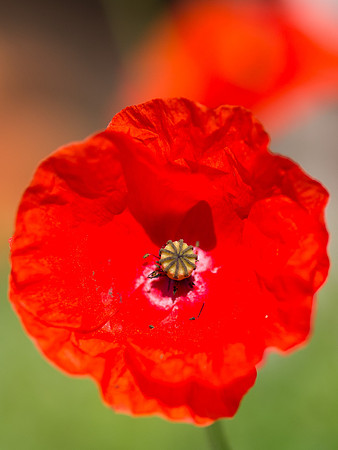 20130729-Garden Flowers-R7297304