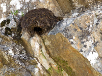 20130703-Glen Strathfarrar-R7036463