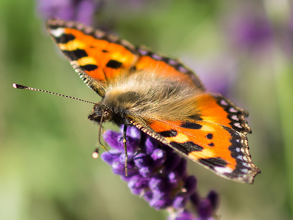 20130730-Butterfly-R7307346