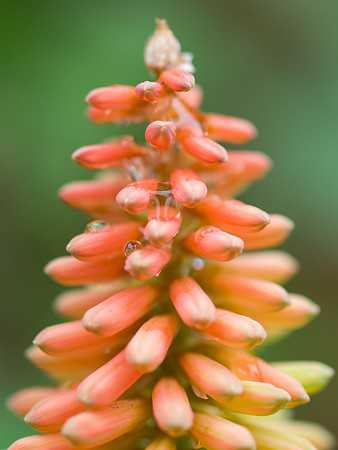 20130728-Garden Flowers-R7287285