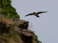 20130705-Rosemarkie-R7056593