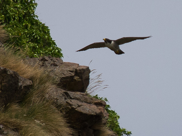 20130705-Rosemarkie-R7056593