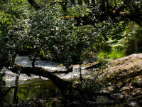 20130703-Glen Strathfarrar-R7036450