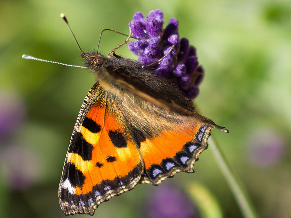 20130730-Butterfly-R7307350