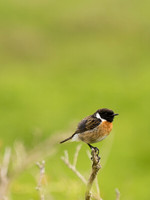 20130701-Glen Cannich-R7016439