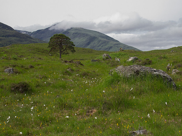 20130713-Glen Strathfarrar-R7136909