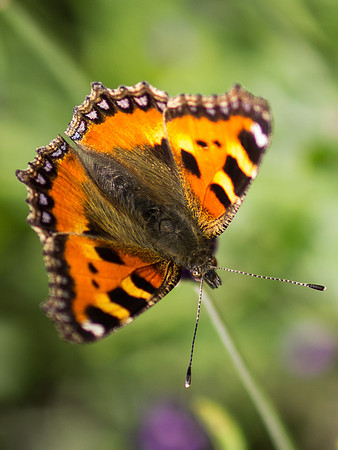 20130730-Butterfly-R7307348