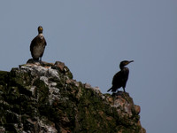 20130705-Rosemarkie-R7056581
