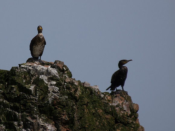 20130705-Rosemarkie-R7056581