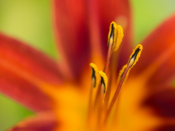 20130729-Garden Flowers-R7297336