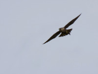 20130705-Rosemarkie-R7056597