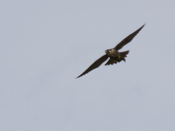 20130705-Rosemarkie-R7056597