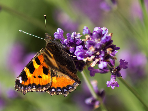 20130730-Butterfly-R7307355