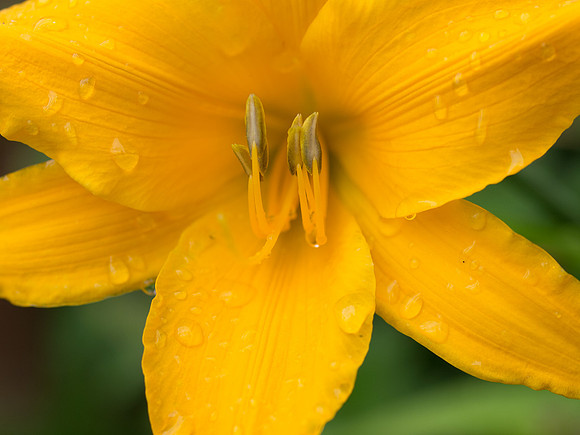 20130728-Garden Flowers-R7287267