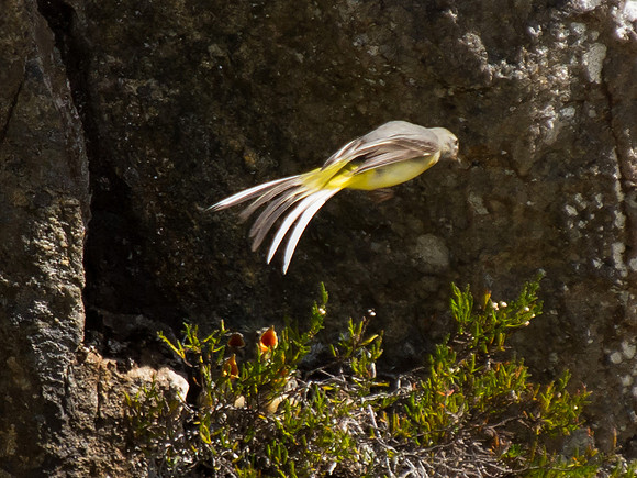 20130703-Glen Strathfarrar-R7036544