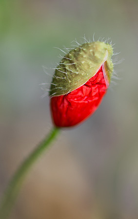 20130728-Garden Flowers-R7287279-Edit