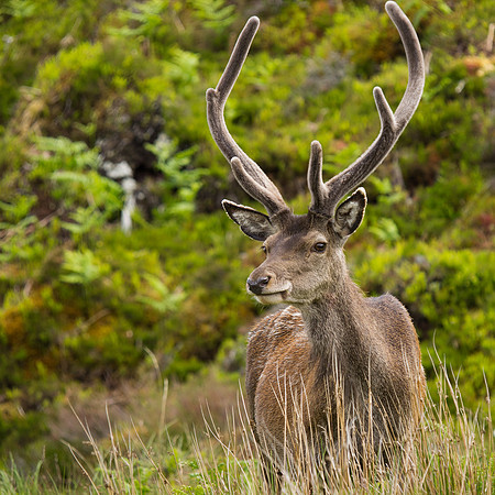 20130701-Glen Cannich-R7016412