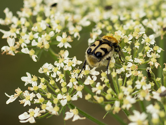 20130730-Bug-R7307372