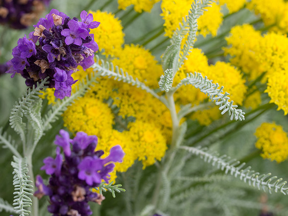 20130728-Garden Flowers-R7287275