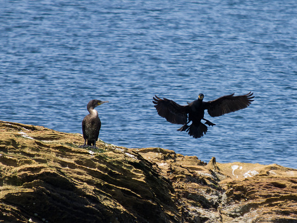 20130707-Portmahomack-R7076695