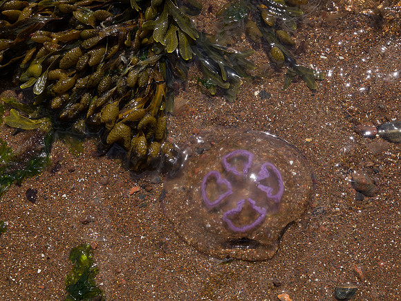 20130705-Rosemarkie-R7056568